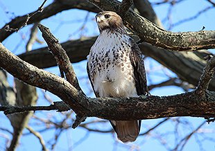 Join The Great Backyard Bird Count 2/18 to 2/21