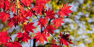 Leaf Peeping Hike