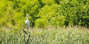 Bird Walk with Mary Ellen Krober