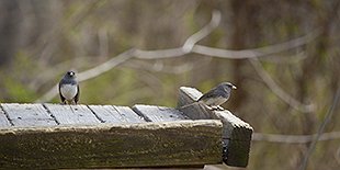 Winter Bird Census