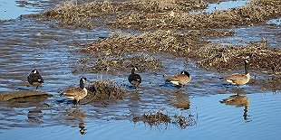 Jr. Duck Stamp Art Contest Waterfowl Walk