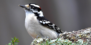 Winter Birding and Board Games