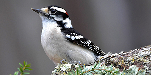 Intro to Birding Workshop
