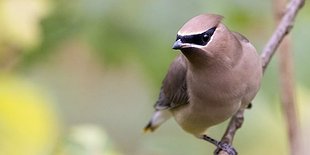 Intro to Birding