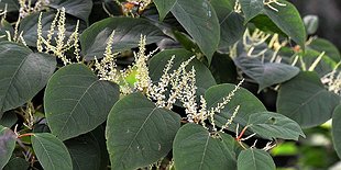 Nature Journaling and Crafting: Knotweed