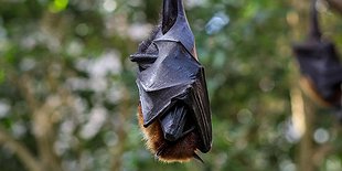 Live Nocturnal Animals Demonstration and Hike
