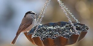 "Write for the Birds"