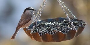Bird Feeder Workshop