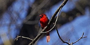 Christmas Bird Count