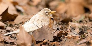 Backyard Birding 101