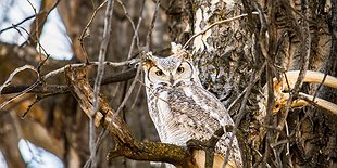 Intro to Birding